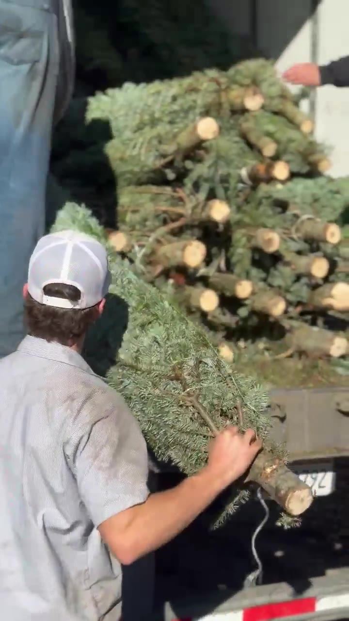 Crew member in a white cap unloading netted, fresh-cut Christmas trees from a delivery truck