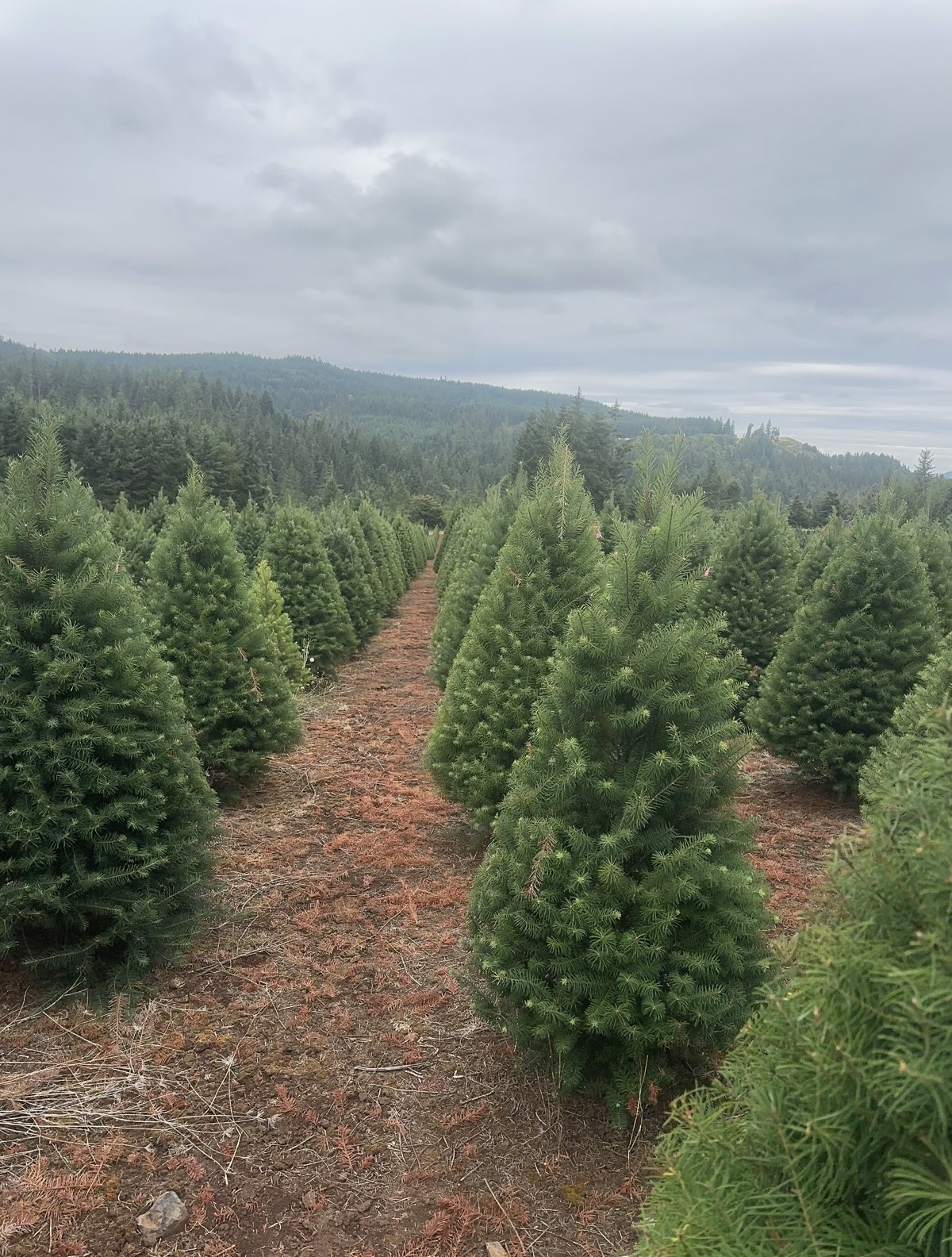 Rows of Douglas fir trees growing on a family tree farm under an overcast sky, forested hills behind