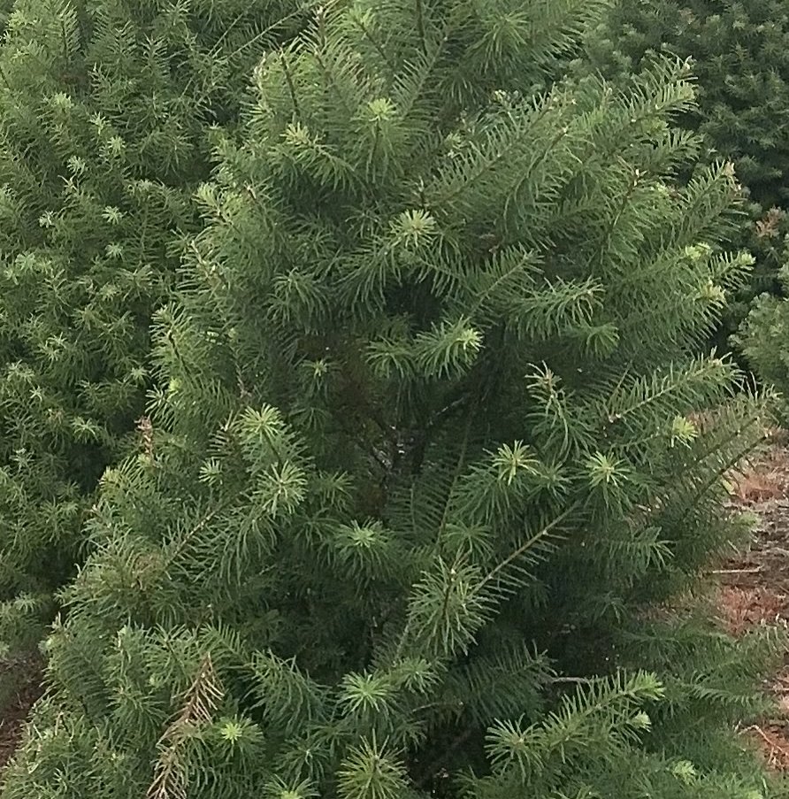 Close-up of a young Douglas fir with soft, bright green needles