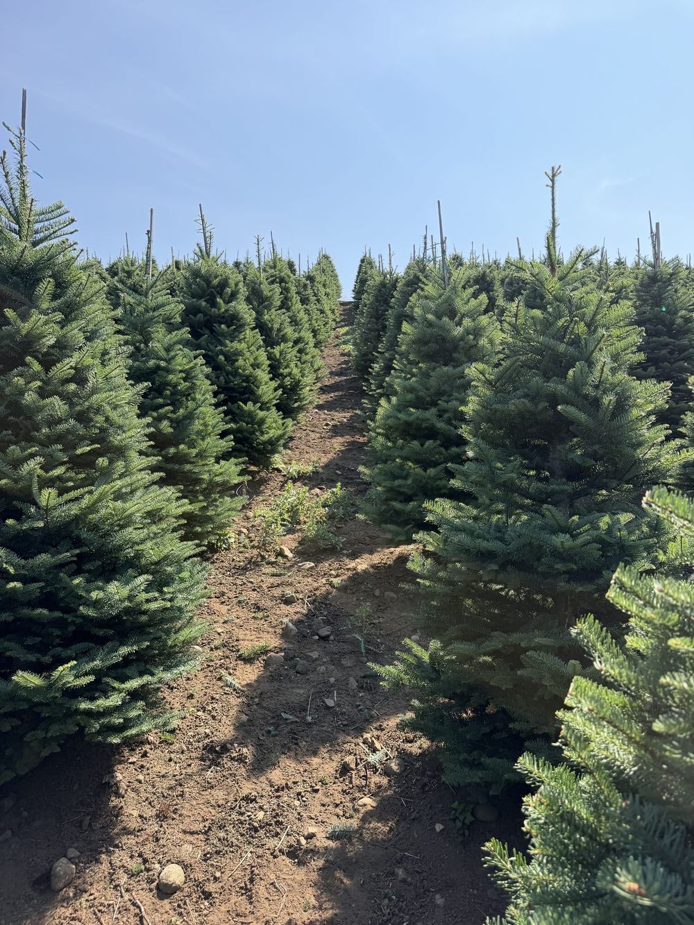 A dirt row between young blue-green fir trees in bright sun at a tree farm