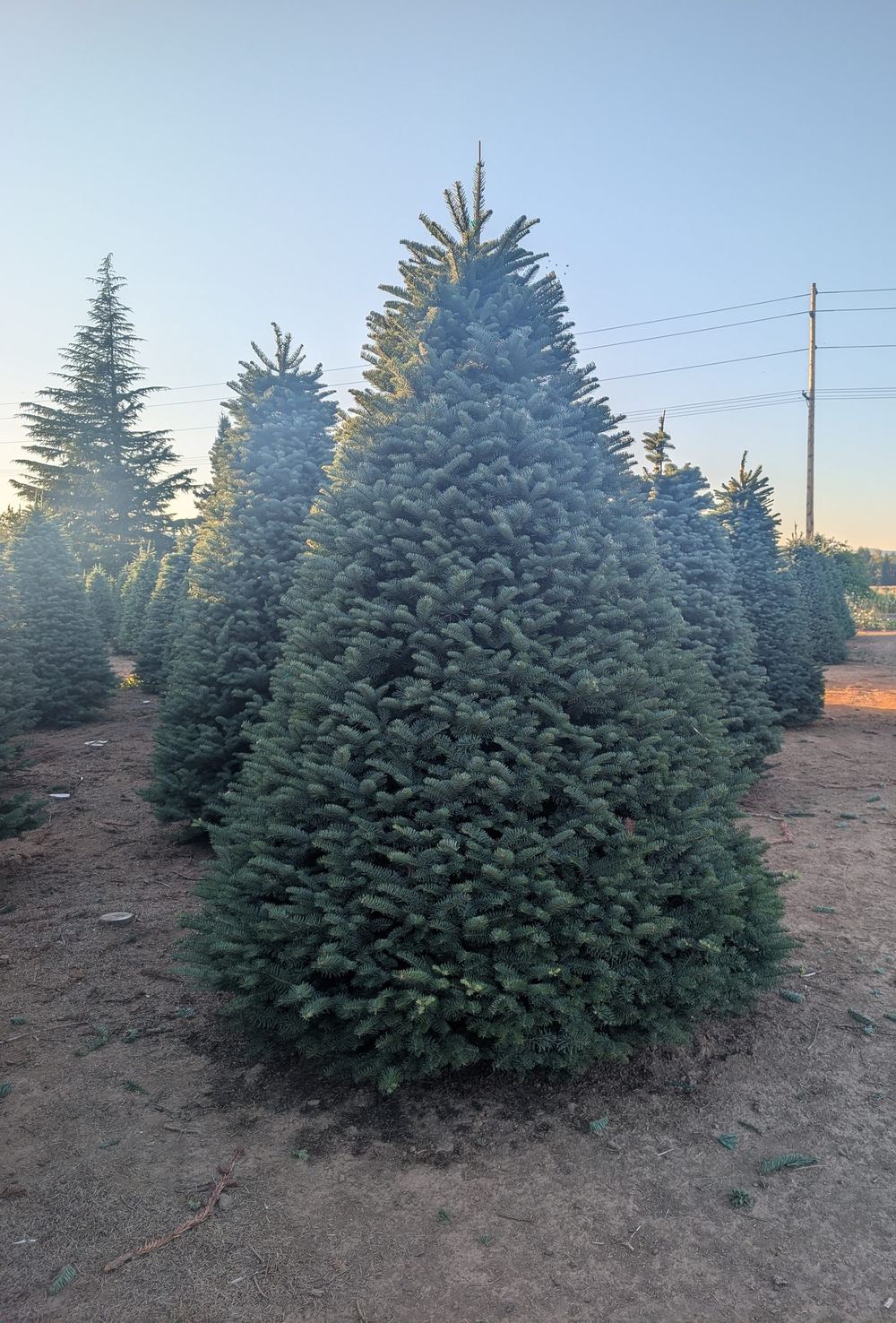 A large blue-green fir tree in warm evening light along a dirt lane at a tree farm