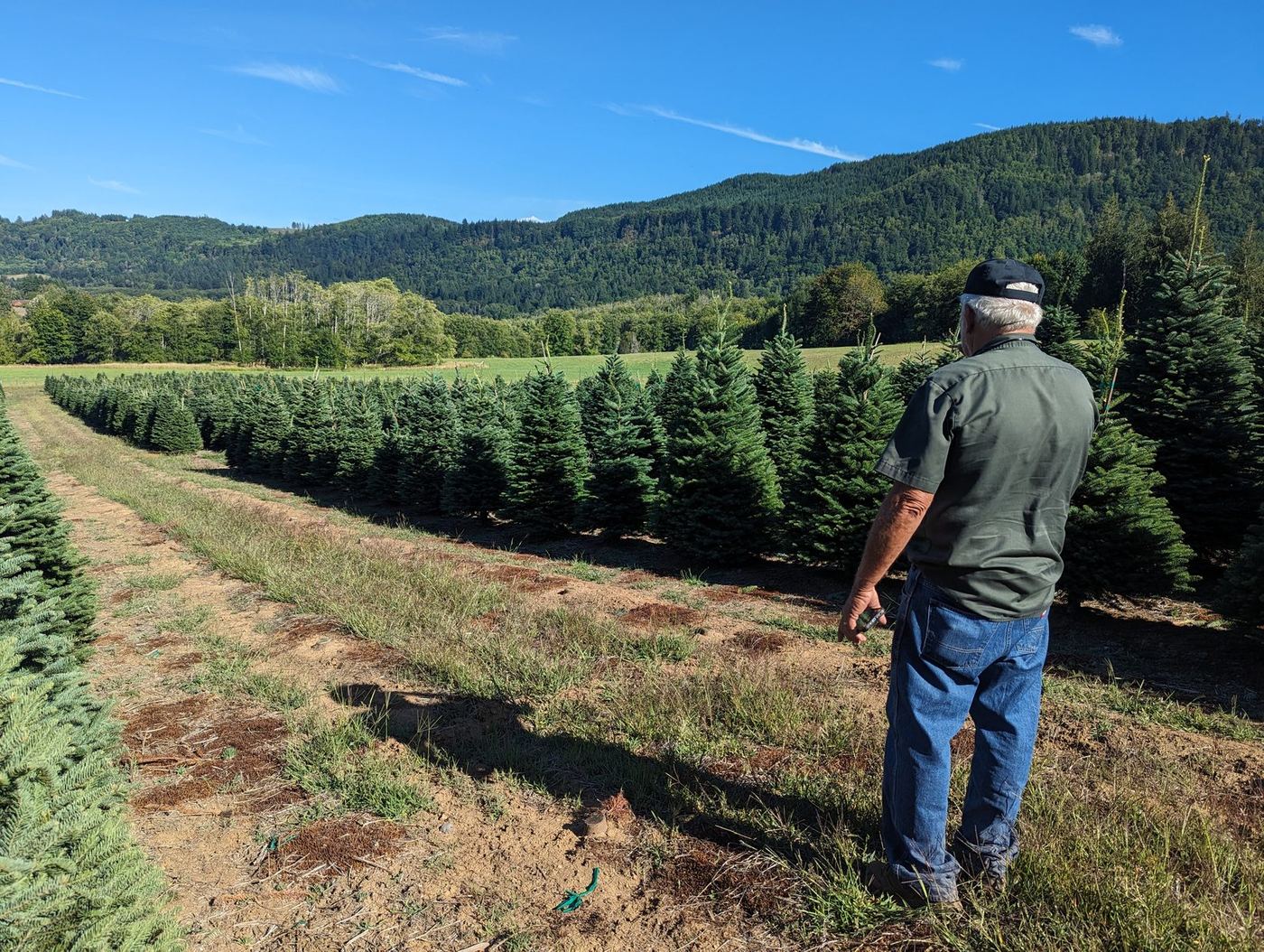 A grower, seen from behind, looks out over rows of young fir trees toward forested hills under a blue sky