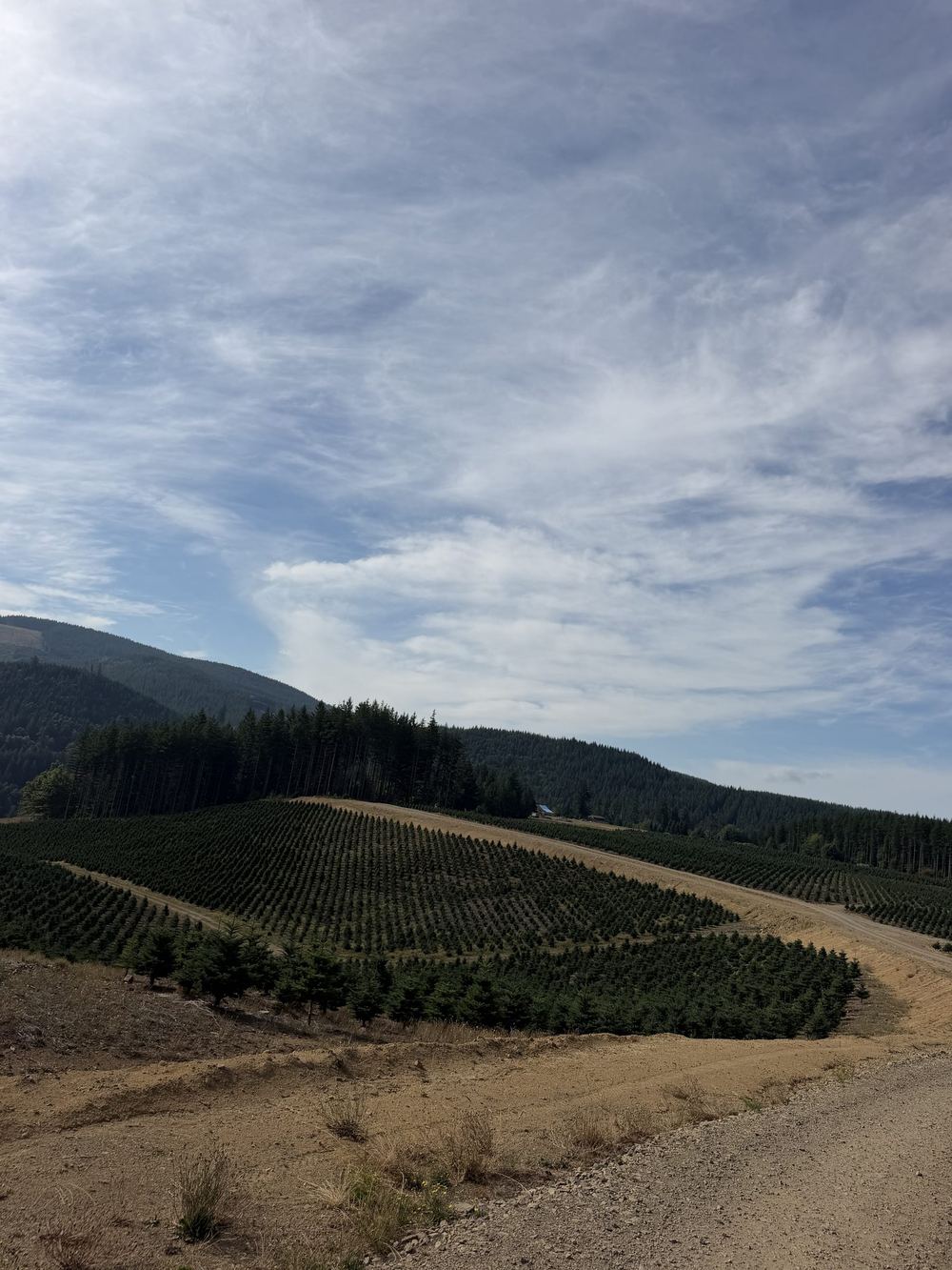 A wide hillside tree plantation with a curving gravel road and wispy clouds overhead