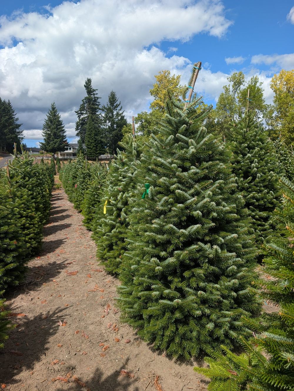 A lane between rows of tagged fir trees at a tree farm under a cloudy blue sky