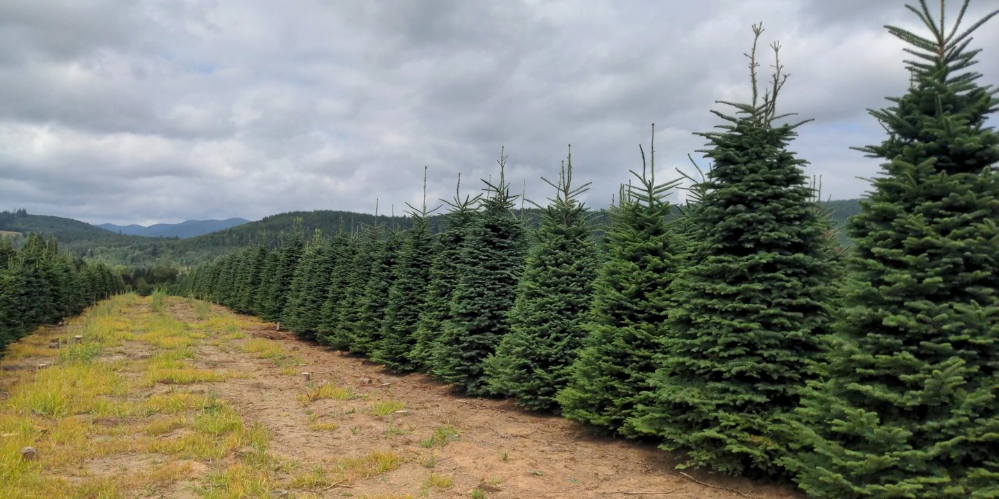 A long row of tall green fir trees along a grassy path at a tree farm, with cloudy mountains in the distance