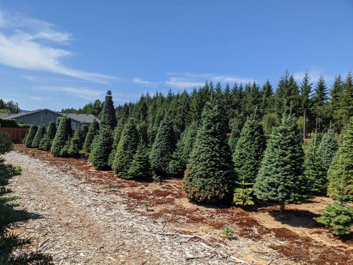 A row of fir trees beside a mulched path at a tree farm, with a farm building and forest behind under a blue sky