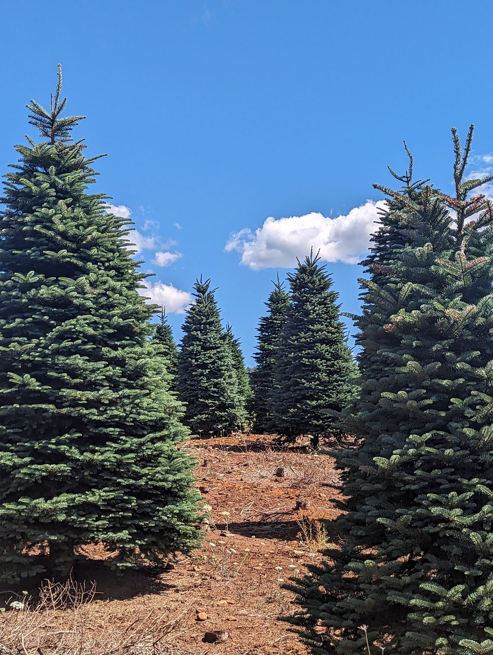 Close view of full green fir trees along a path at a tree farm, with white clouds in a blue sky