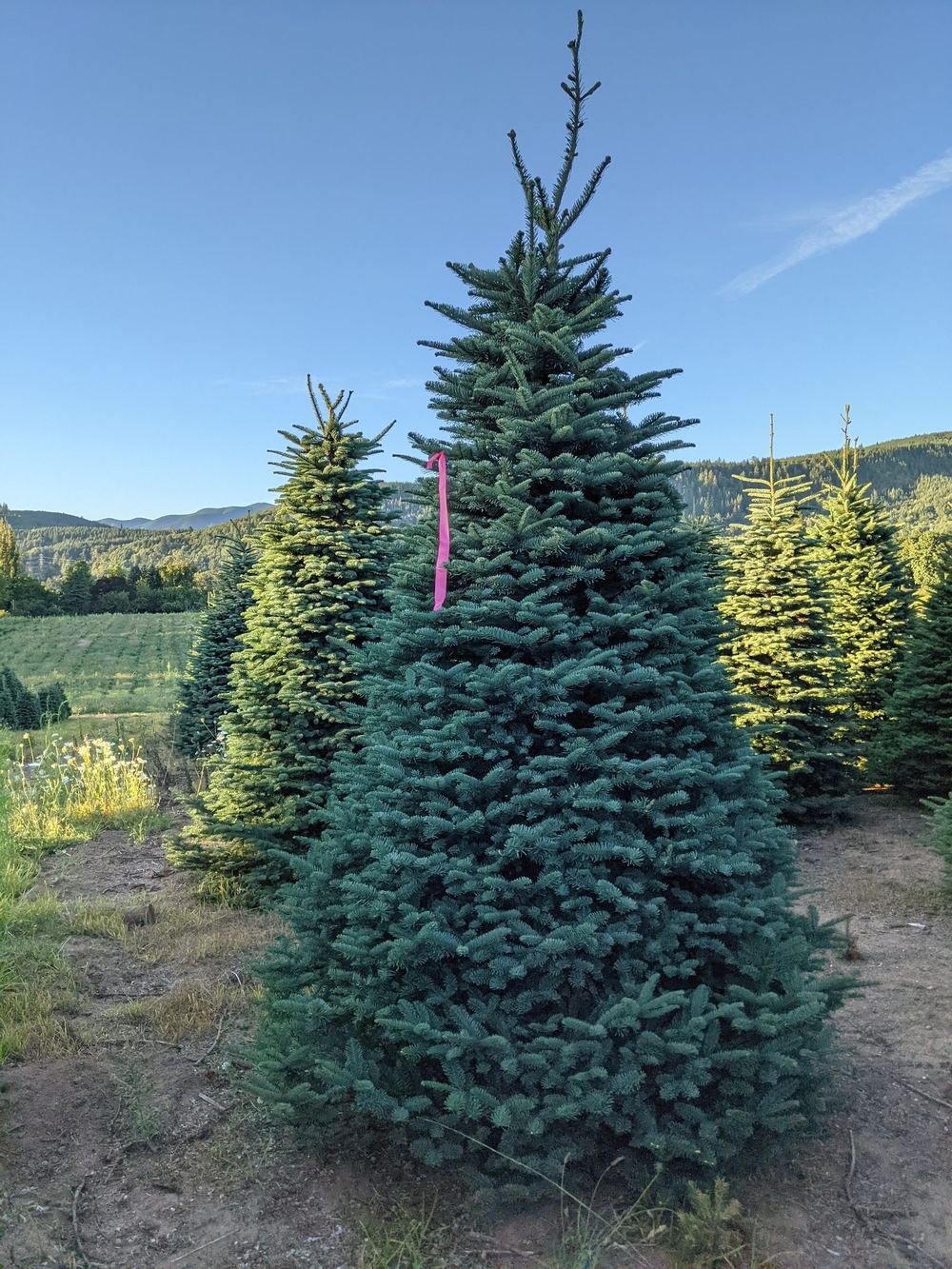 A full blue-green fir marked with a pink ribbon at a tree farm, with fields and hills behind