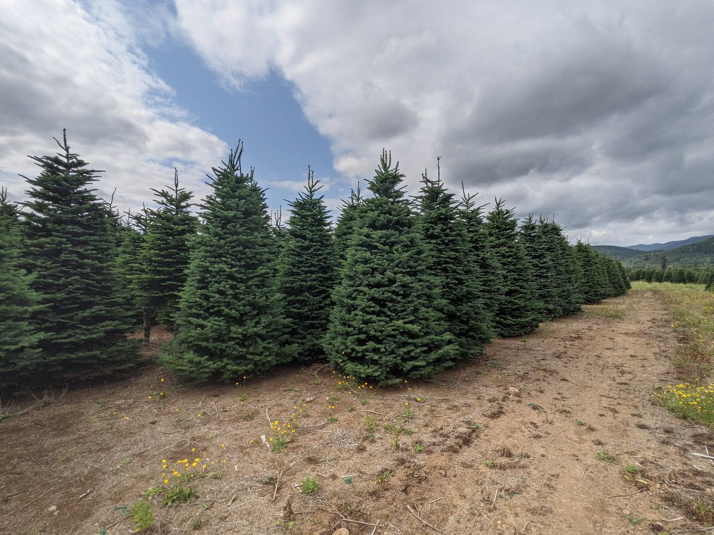 Evenly spaced fir trees in a row on cleared ground under tall white clouds, hills on the horizon
