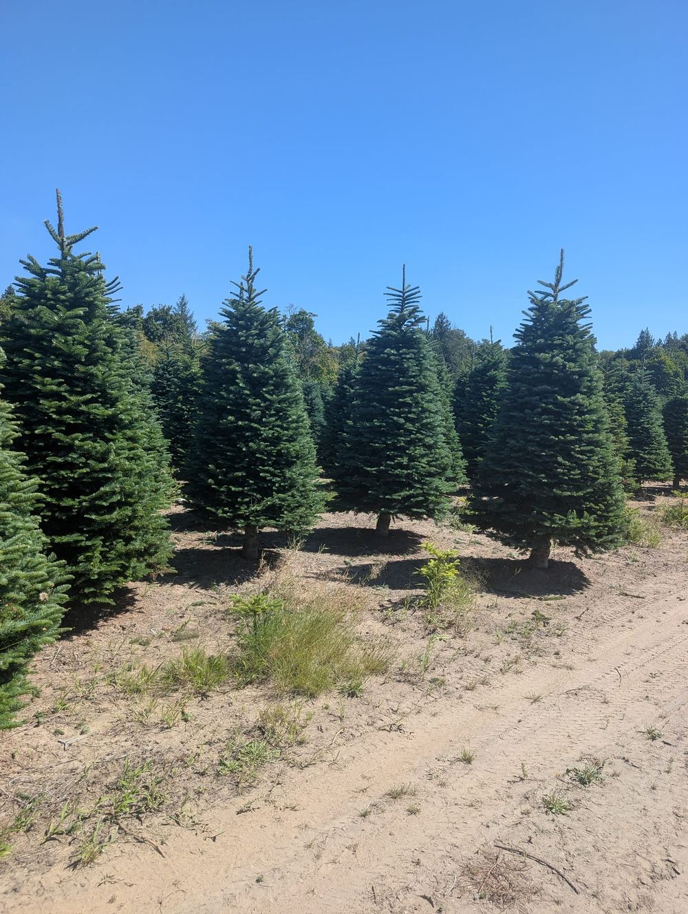 A row of five fir trees in a sandy field under a clear blue sky