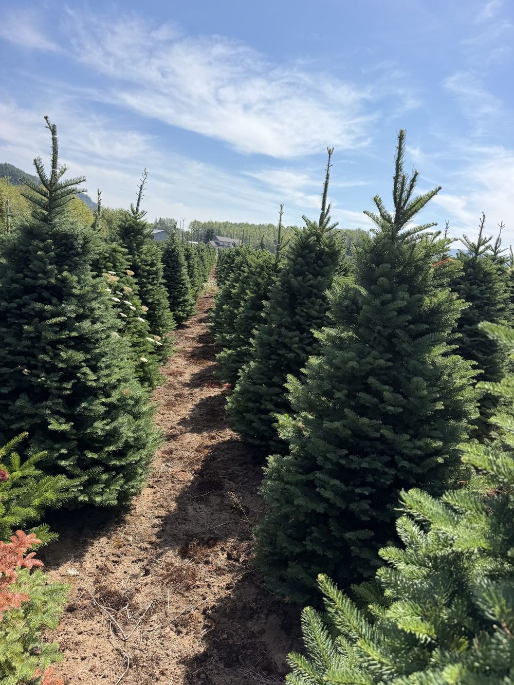 A row between mid-size fir trees at a tree farm under a blue sky with thin clouds