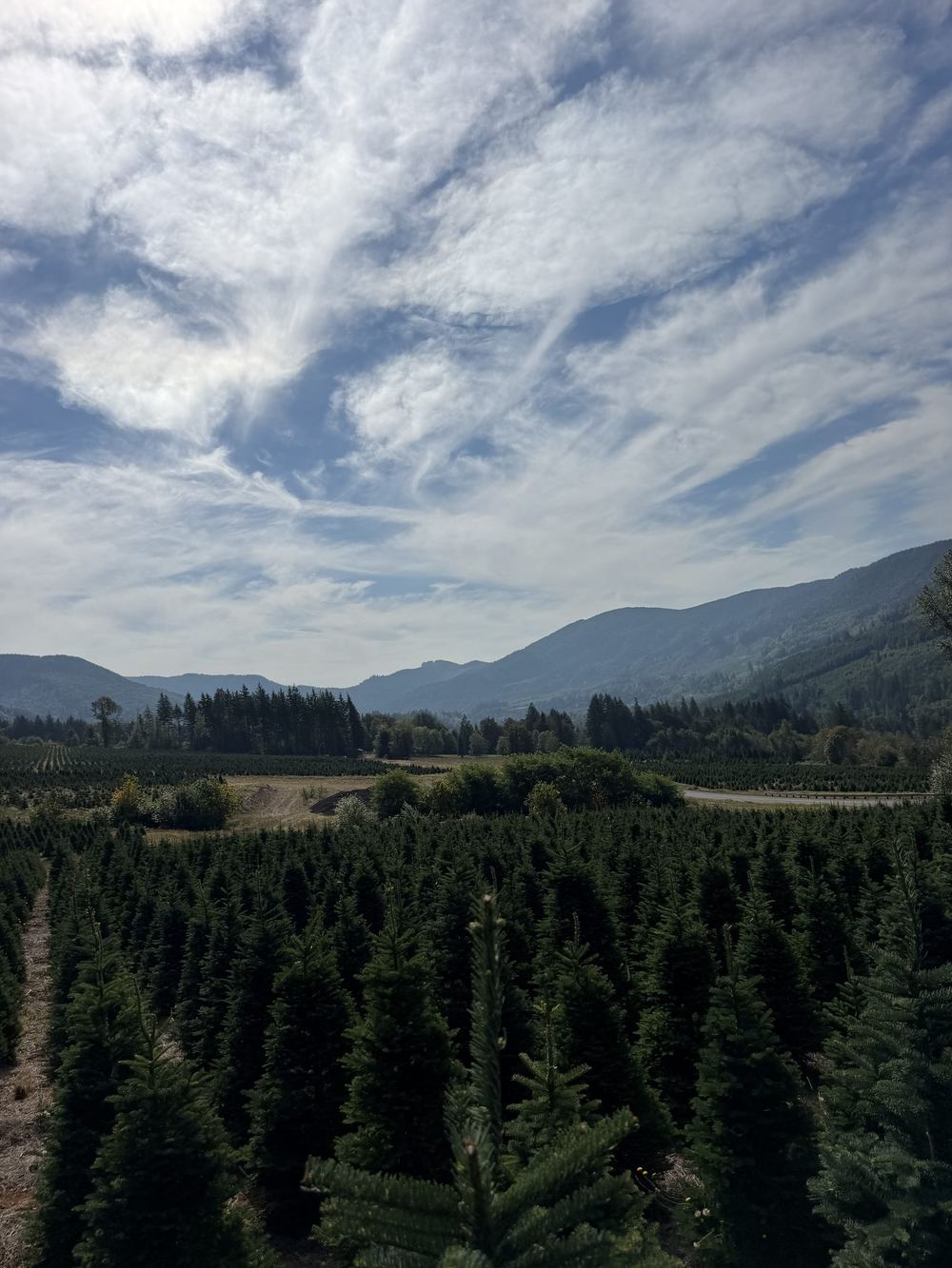 Dense rows of dark-green fir trees stretching toward distant mountains under streaky clouds