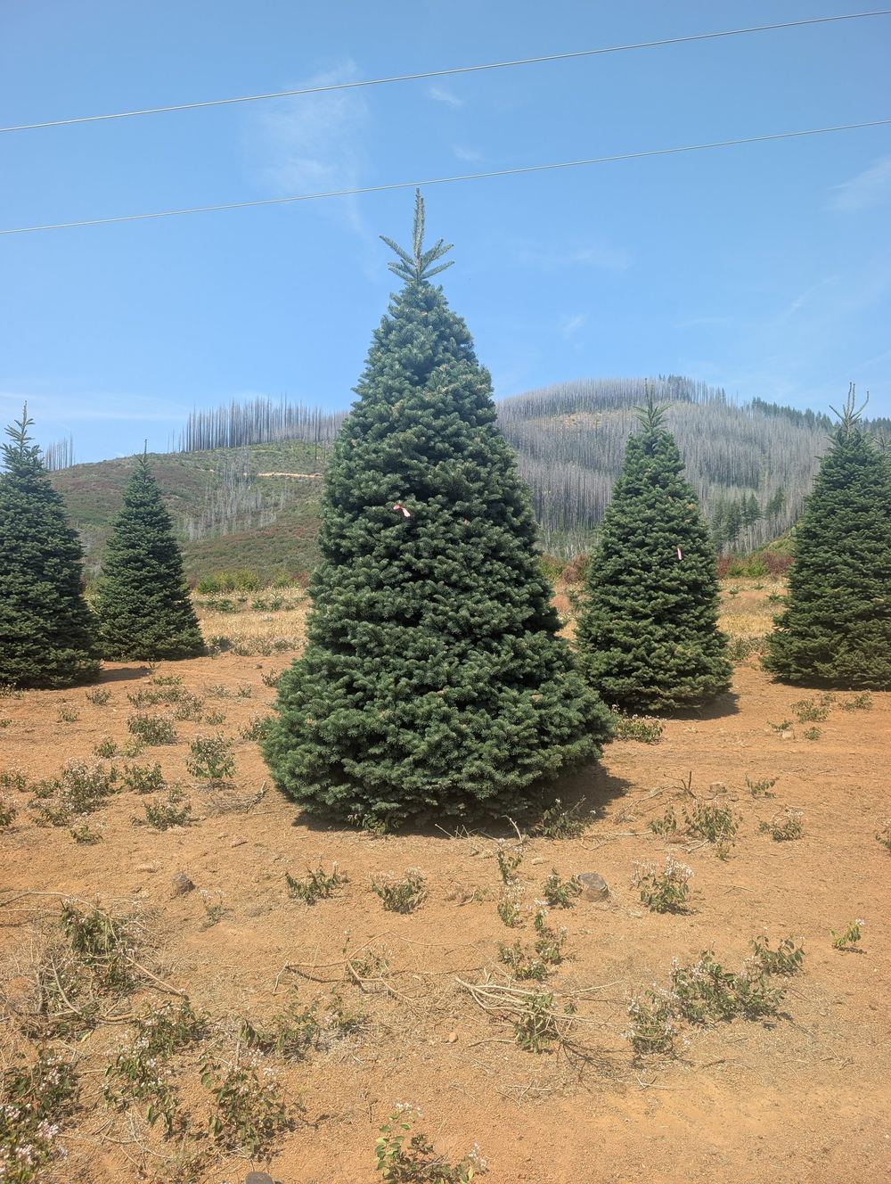 A tall, full fir tagged with red flagging tape standing in a tree farm field, with a hillside behind it under a blue sky