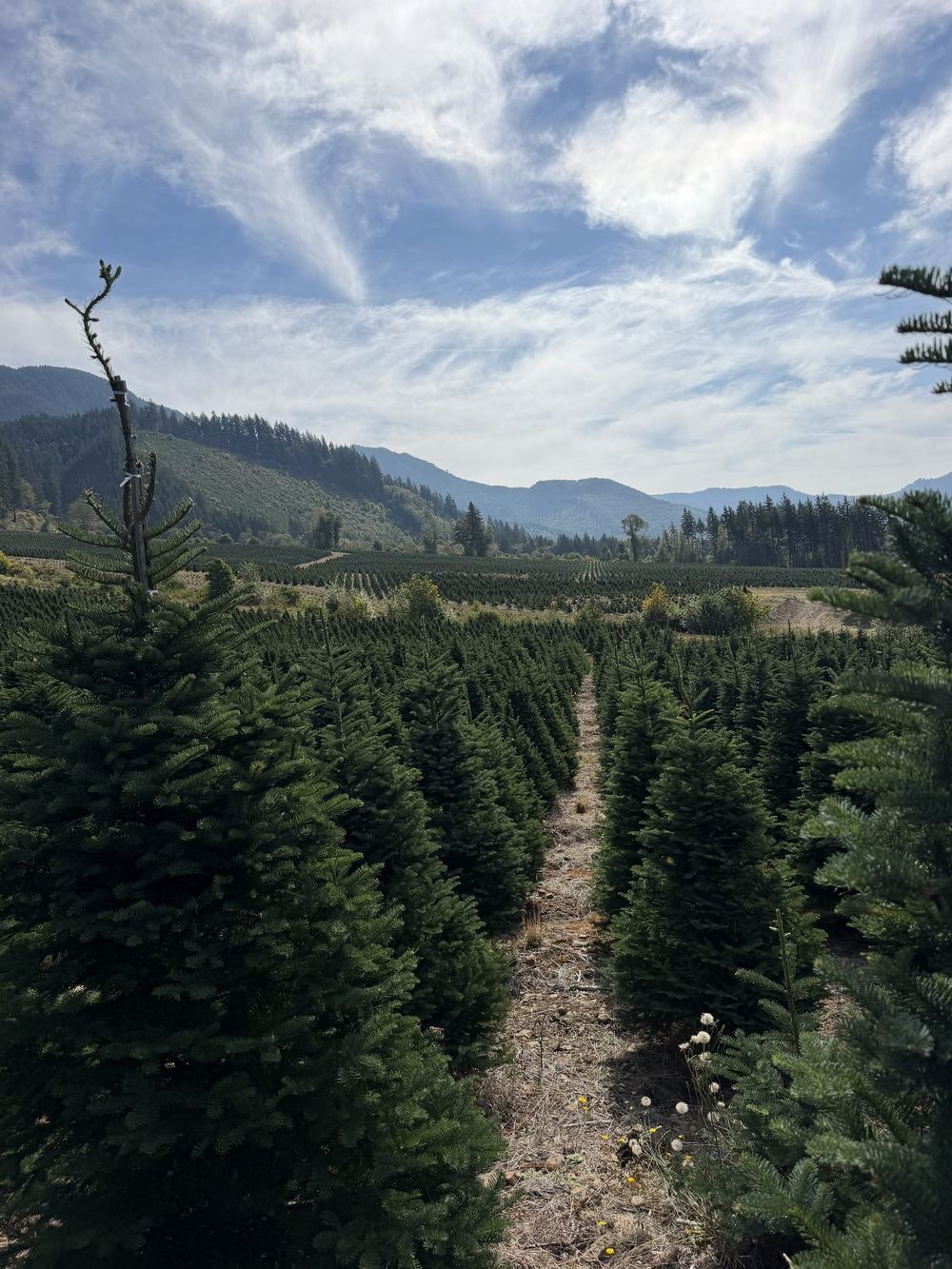 A row of fir trees at a tree farm leading toward a green valley and mountains under a cloudy sky