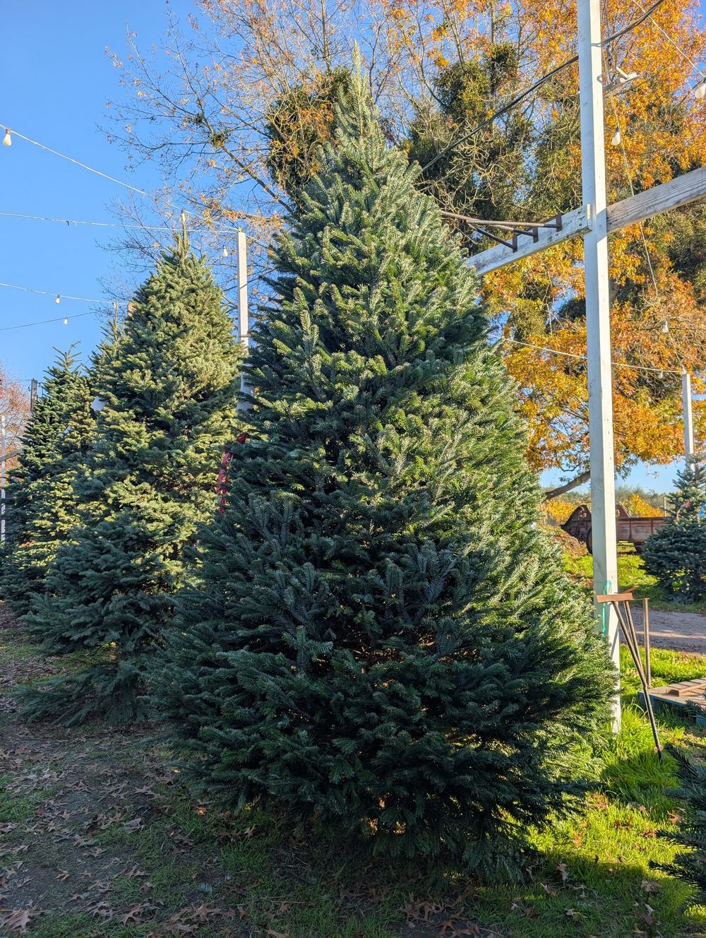 Large, full fir Christmas tree in the foreground of the lot with autumn foliage and blue sky behind