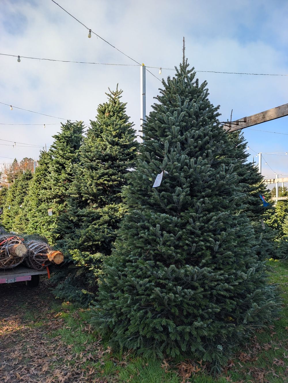 Row of tall fresh-cut fir trees on the lot under strings of lights, with baled trees on a cart to the left