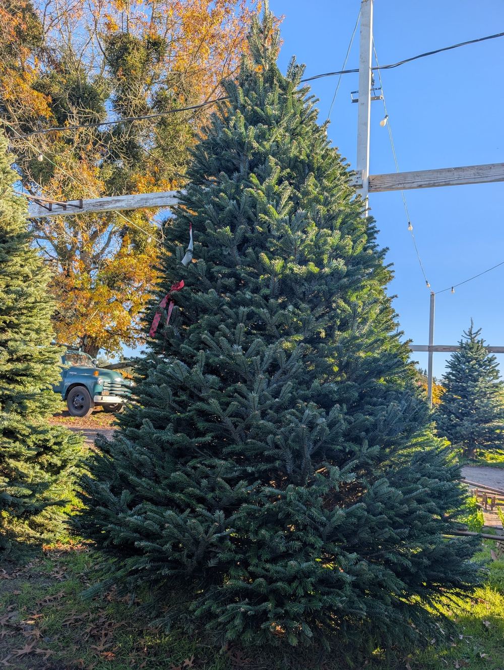 Tall, full fir tree standing on the sunny lot, with a vintage teal truck and a yellow autumn tree behind it