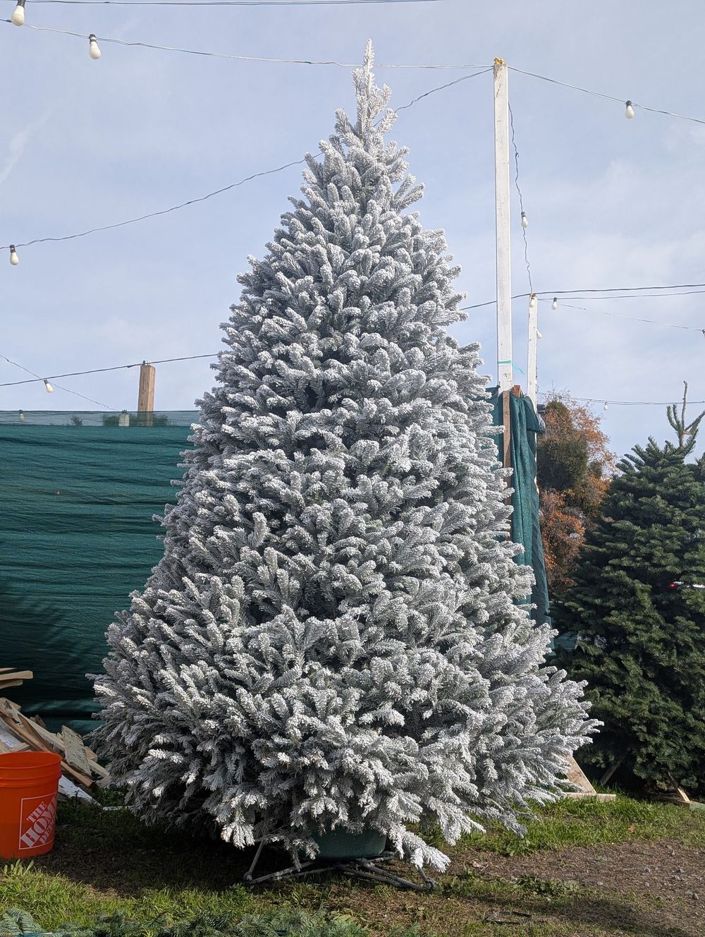A full Christmas tree heavily flocked white, standing on the lot beside a green fence screen under strings of lights
