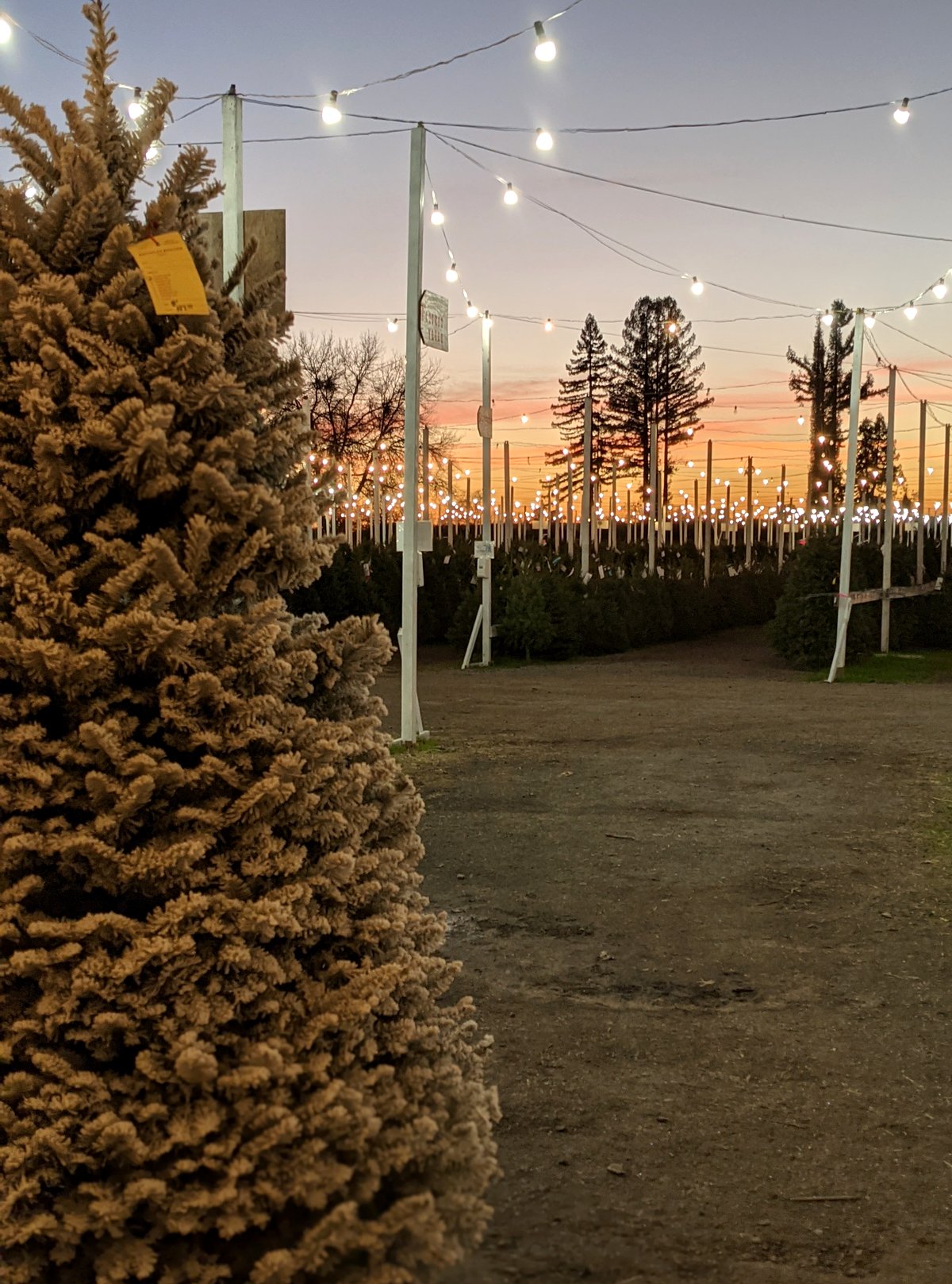 A thickly flocked tree with a yellow tag at the edge of the lot at sunset, with rows of green trees and string lights behind