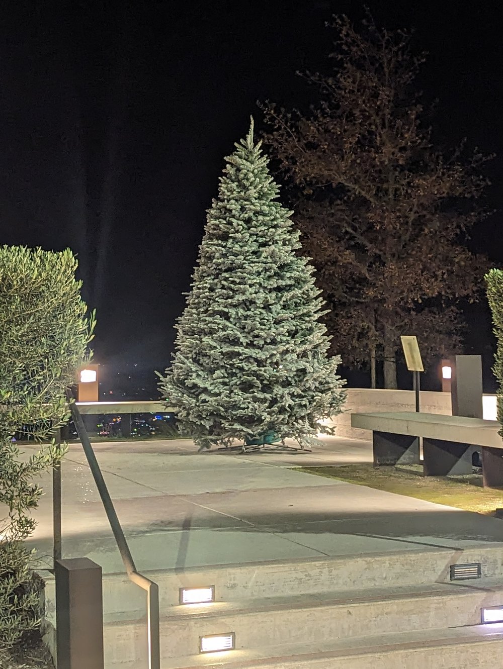 A large flocked Noble fir lit up at night on an outdoor terrace, with the lights of Sonoma County below
