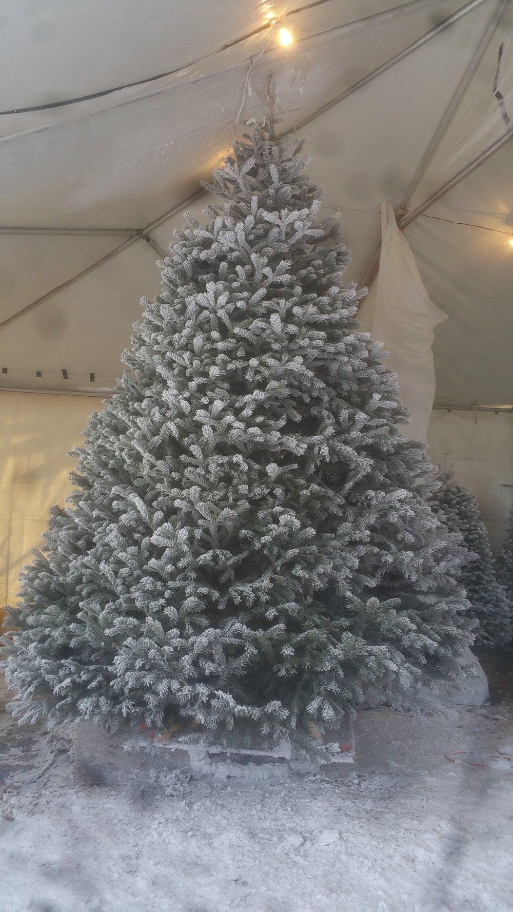 A full, evenly flocked Christmas tree standing in the white tent under string lights