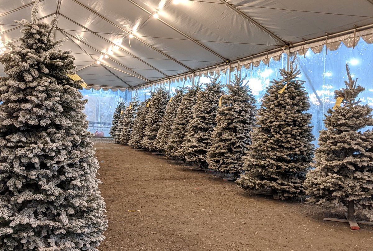A big flocked tree in the foreground and a long row of flocked trees on wooden stands inside the tent
