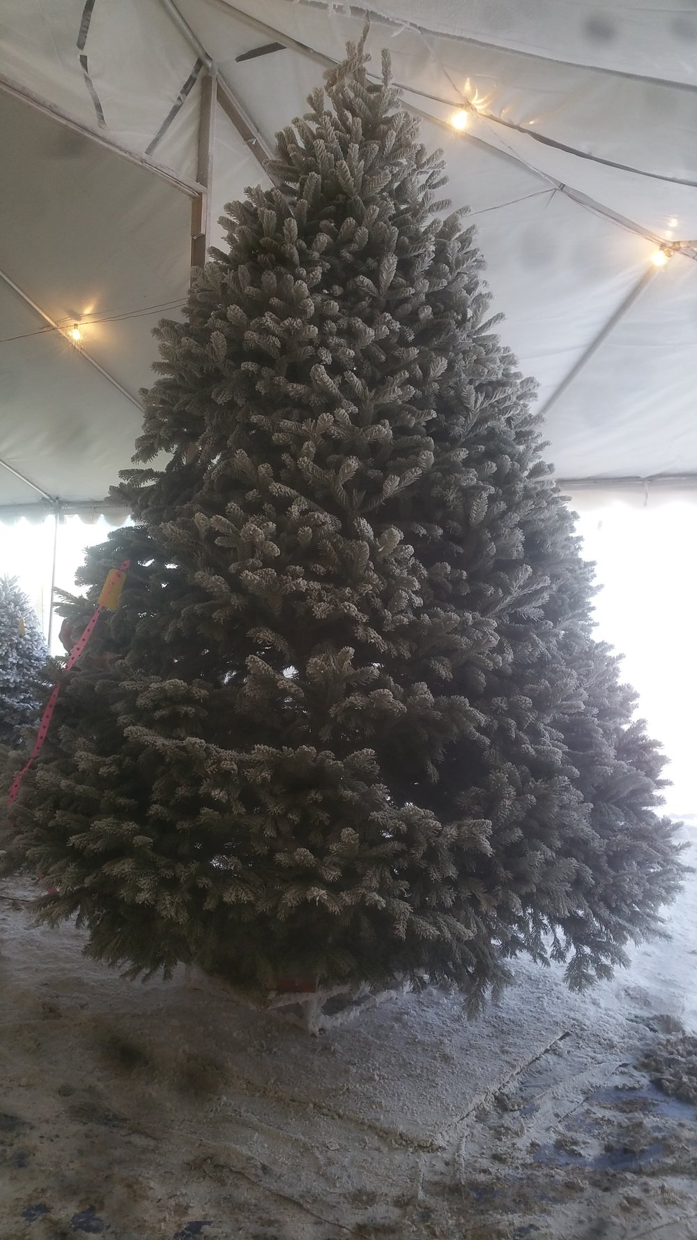 A large, lightly flocked Christmas tree under the tent lights