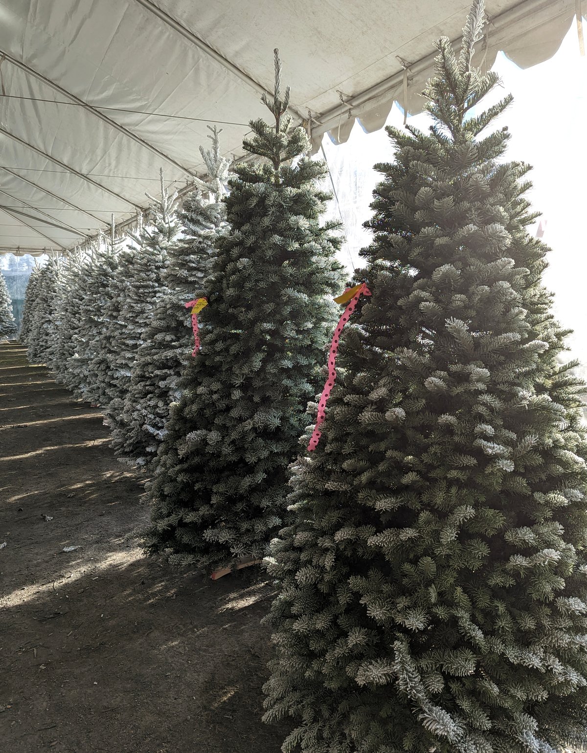 Lightly flocked fir trees with pink polka-dot ribbons standing in a row under the white tent