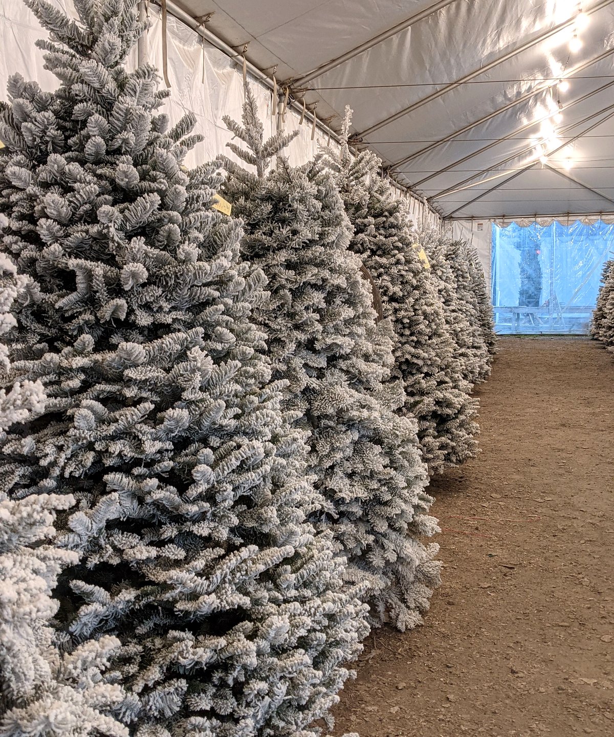 A long row of heavily flocked trees with yellow tags lined up inside the lot’s white tent under warm globe lights