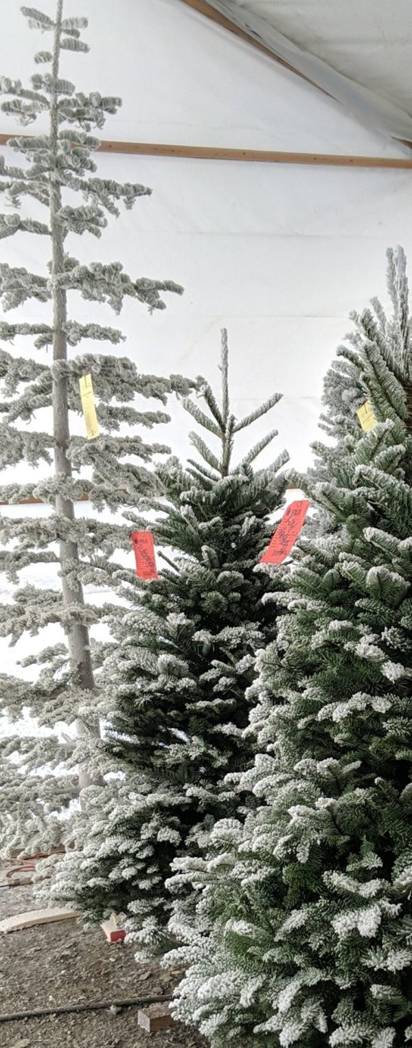 Several lightly flocked fir trees with red and yellow tags lined up inside a white tent
