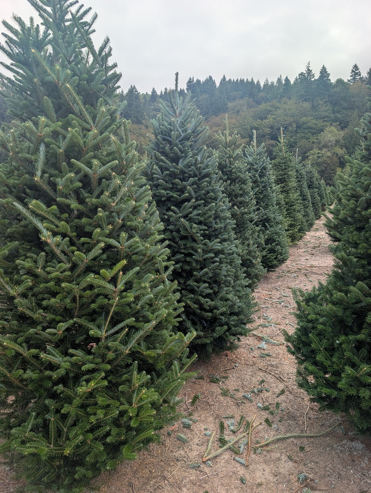 A row of full, dark-green Fraser fir trees along a dirt lane at a family tree farm, forested hills and an overcast sky behind