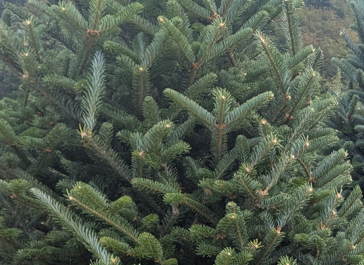 Close-up of Fraser fir branches with short, dark green needles and lighter new tips