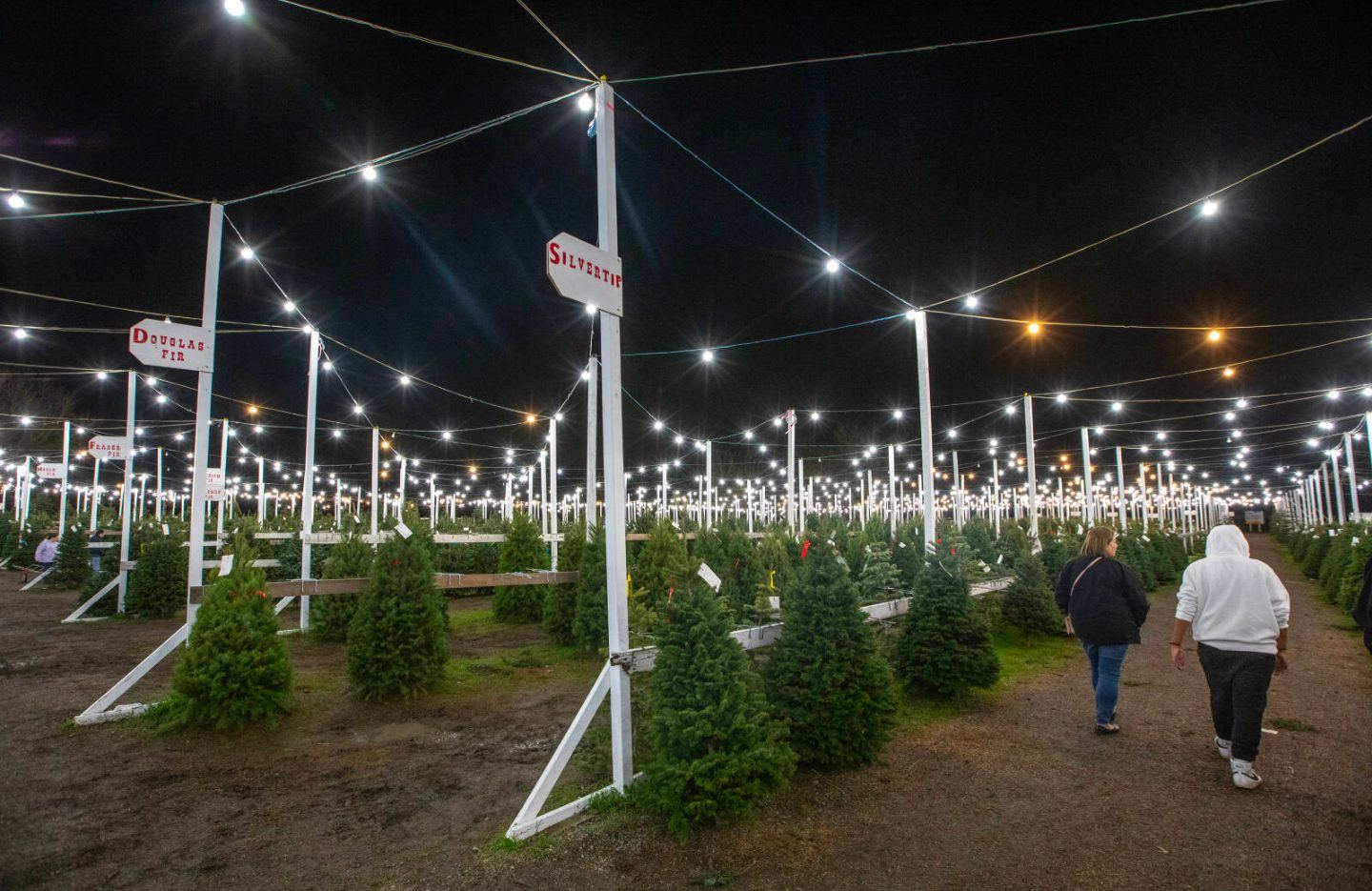 Night view down an aisle of the tree lot under strings of lights, with Douglas Fir and Silvertip variety signs and shoppers walking between the rows