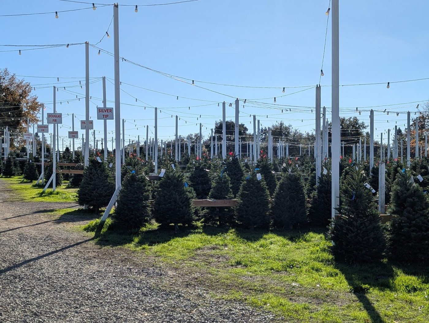 Sunlit Christmas tree lot with rows of firs, Douglas Fir and Silver Tip variety signs on white posts, and string lights overhead