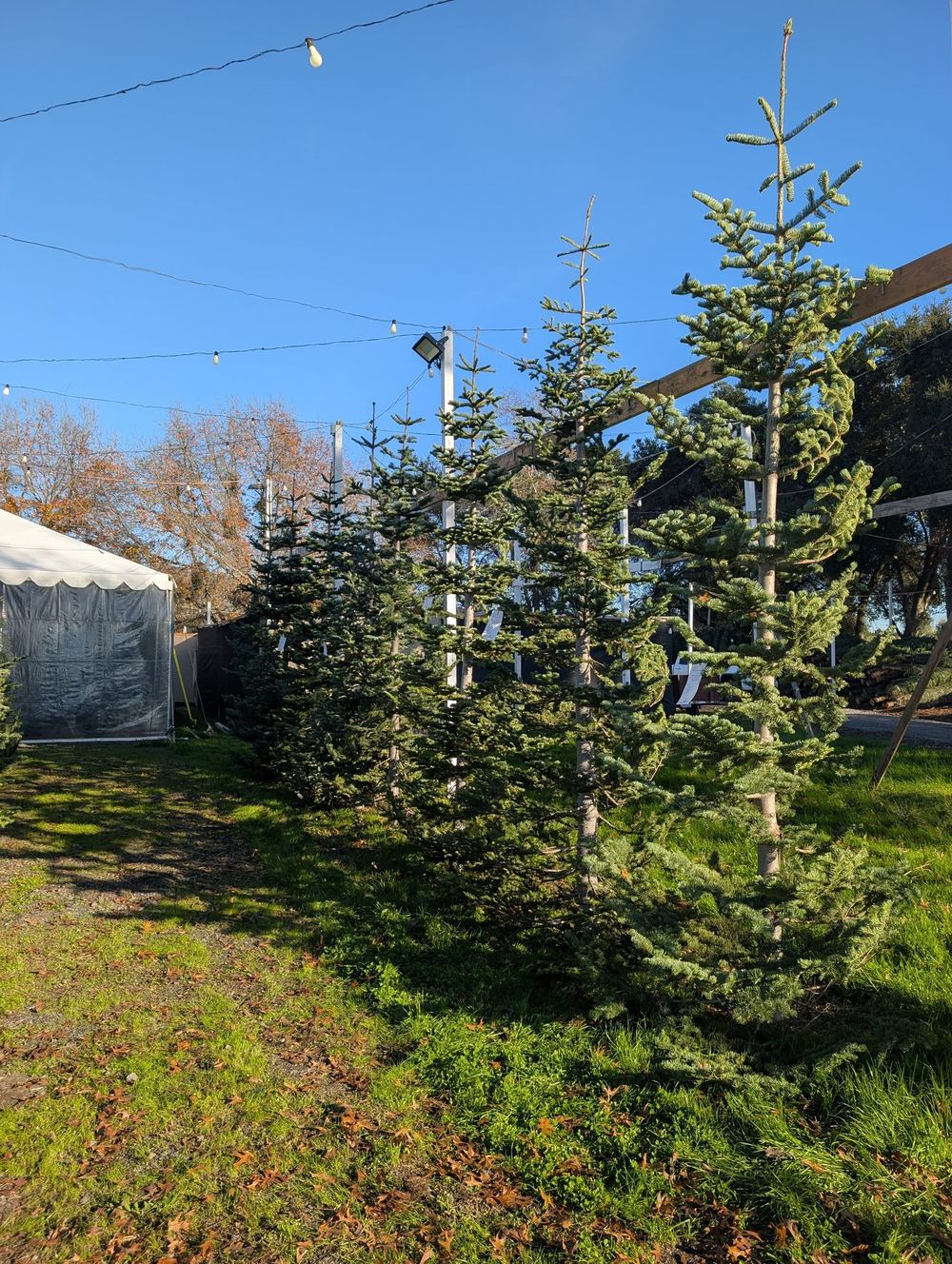 A row of fresh fir trees standing on the grass beside the lot’s white tent, with autumn trees and blue sky behind