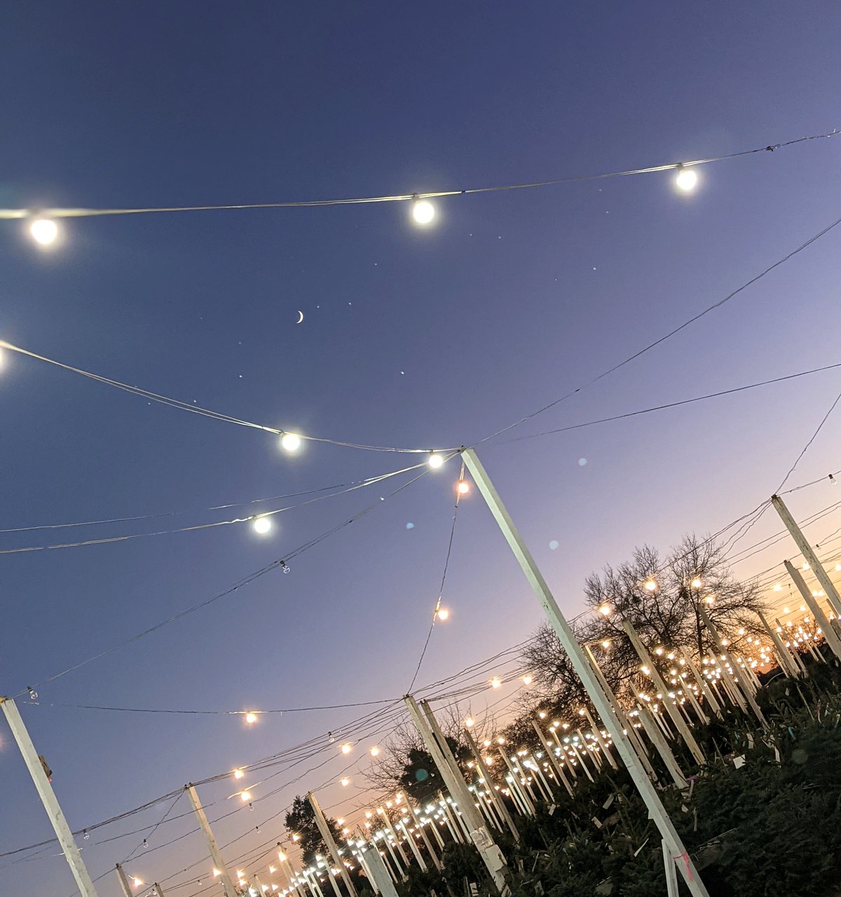 Strings of lights crisscrossing over the tree lot at dusk, with a thin crescent moon in the sky and rows of trees and lit white posts below