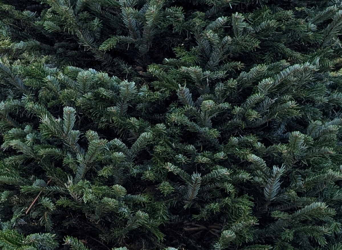 Close-up of Noble fir branches with dense, blue-green needles