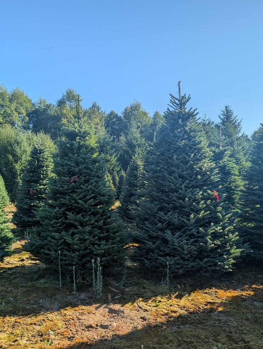 A stand of full, blue-green Noble firs with red marker tags at a tree farm on a clear morning, forest behind