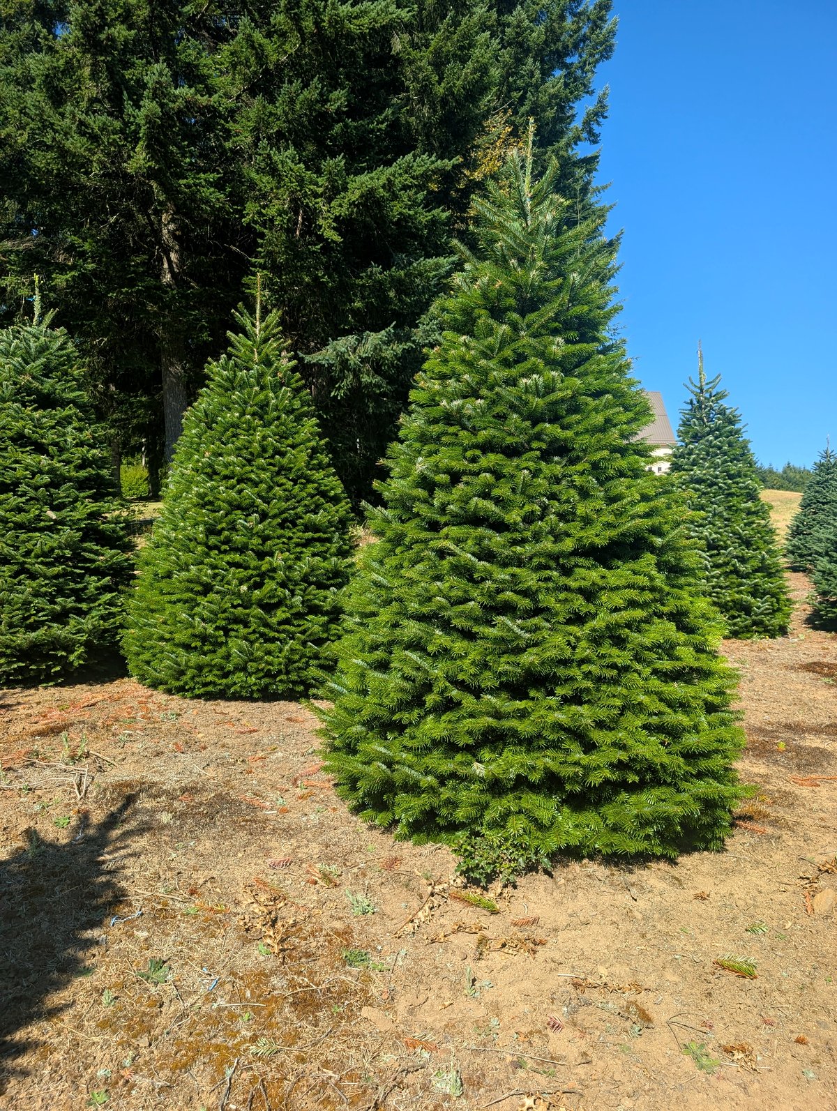 A full, dark-green Nordmann fir standing in a sunny field at a family tree farm, more firs and a forest edge behind under a clear blue sky