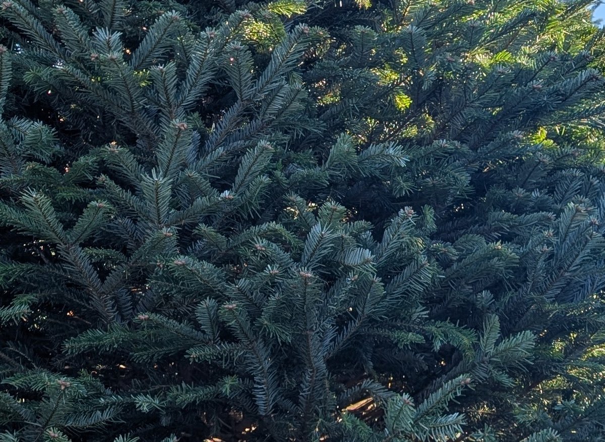 Close-up of Nordmann fir branches with dark green, glossy needles
