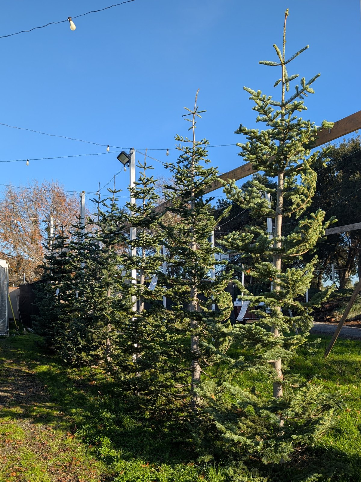 Tall Silver Tip trees with open, tiered branches standing in a row on the grass at the Kringle’s Korner lot, blue sky and string lights above
