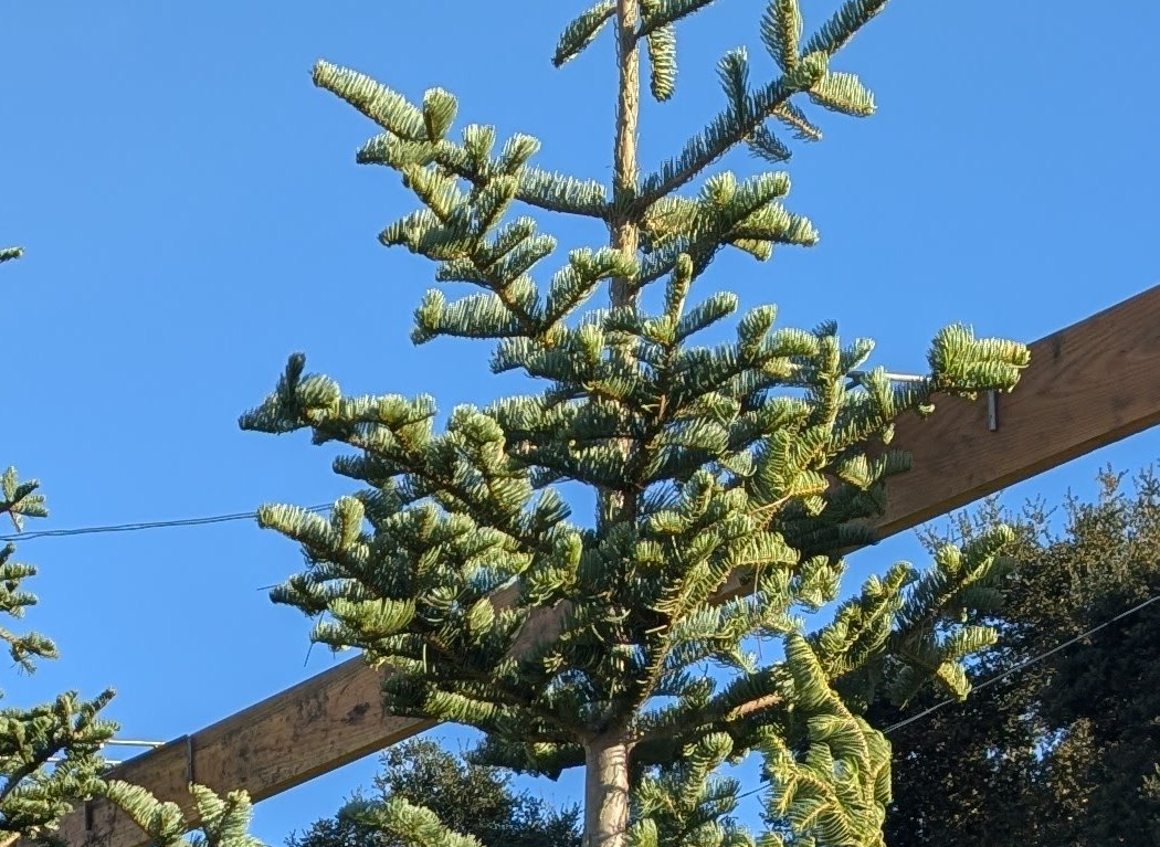 Close-up of the top of a Silver Tip tree, its upturned branches showing silvery-blue needle tips against a blue sky
