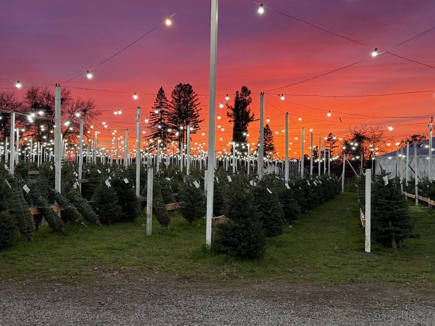 Strings of lights over rows of Christmas trees on the lot, silhouetted against a red-orange sunset