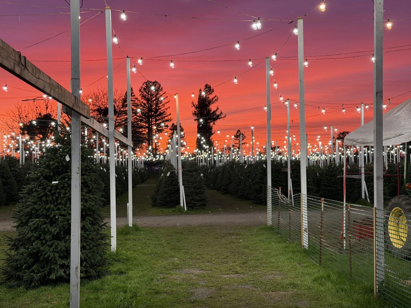 A blazing red-orange sunset behind the Kringle’s Korner lot, with rows of Christmas trees on the grass and strings of lights between wooden posts