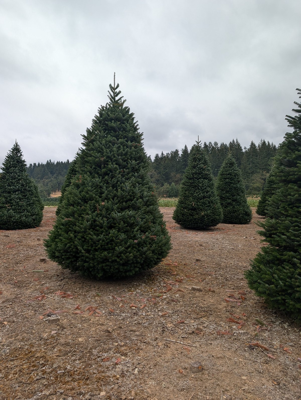 A full, cone-shaped Turkish fir standing in a bare field at a family tree farm, more firs and a forested ridge behind under an overcast sky