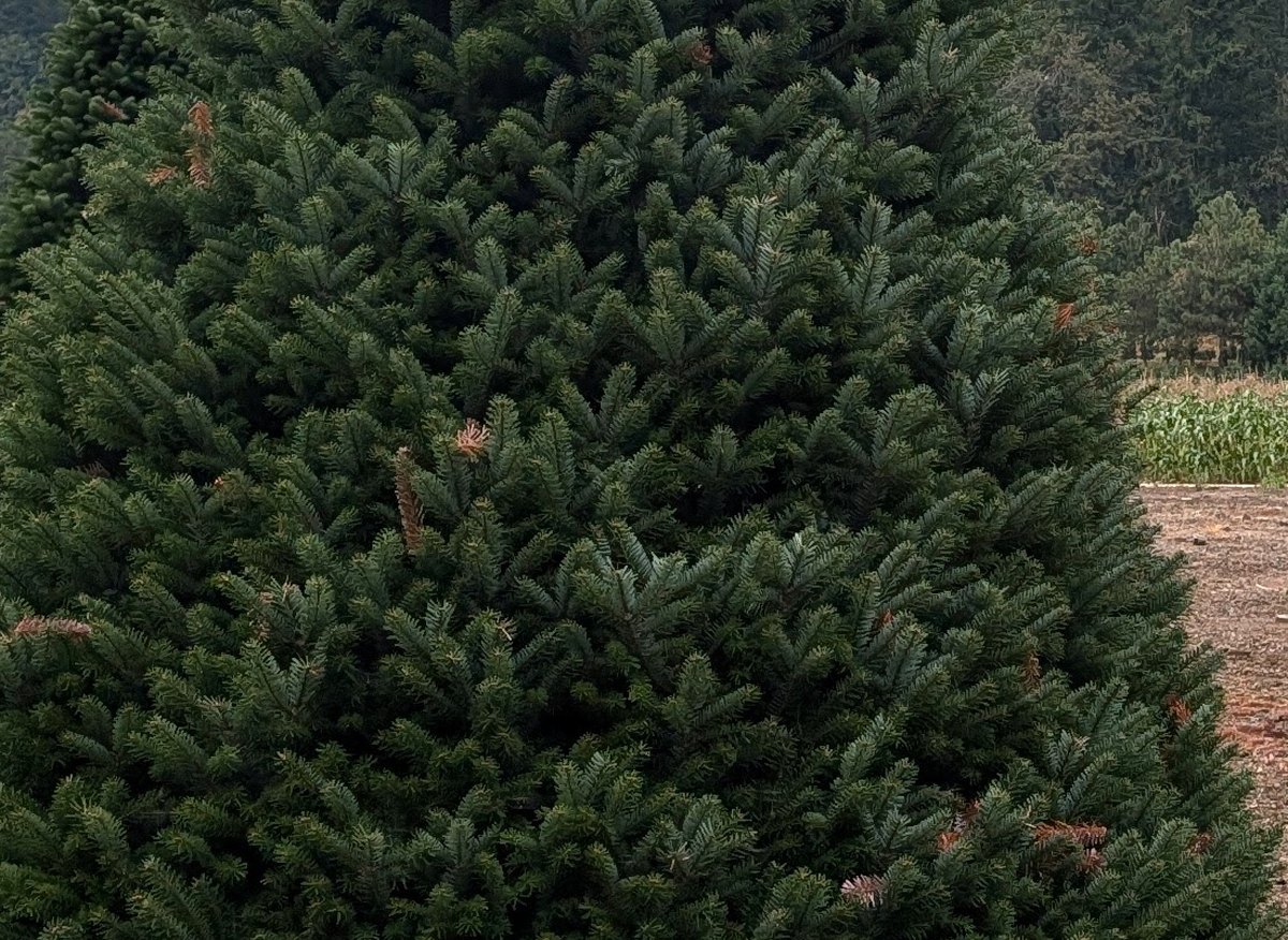 Close-up of Turkish fir branches with dense, dark green needles